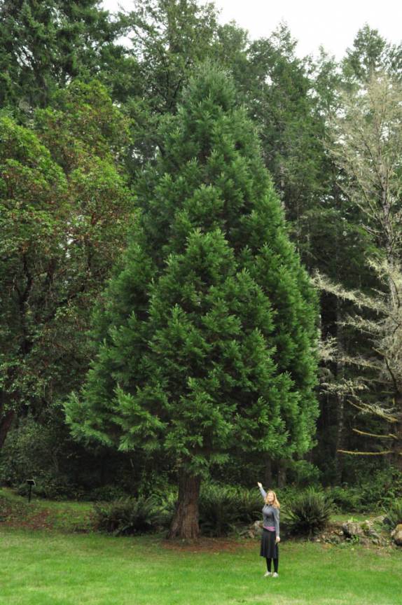As duas nascidas em 1981, a Ana e uma sequoia, no Redwood National Park, no norte da Califórnia, nos Estados Unidos